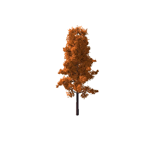 Tree_C Autumn_1